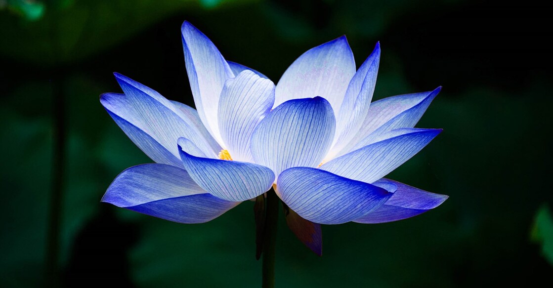 Image Credit: Anna Malai .A/ Shutterstock