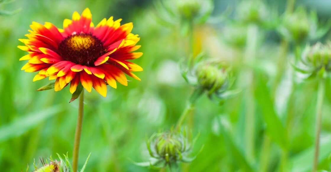 Image Credit : eugenesergeev / IstockPhoto