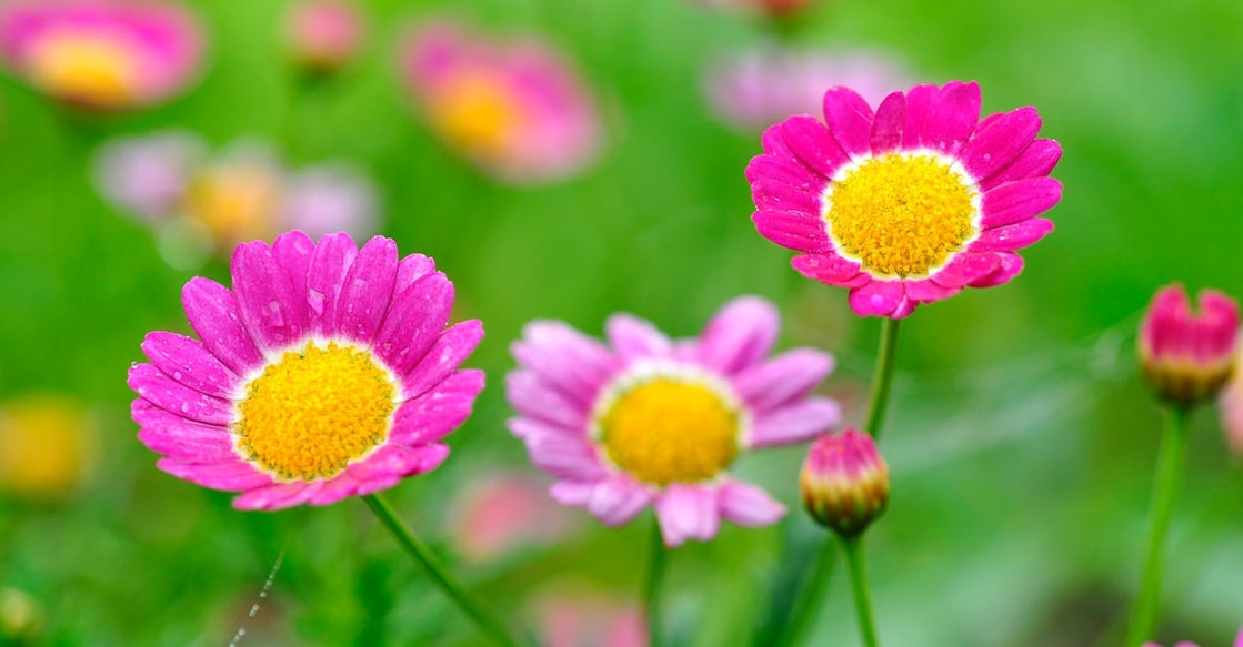 Image Credit: tuan_azizi/ Istock