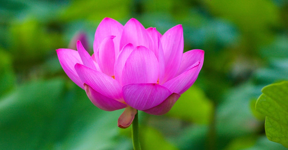 Image Credit: tupianlingang/ Istock