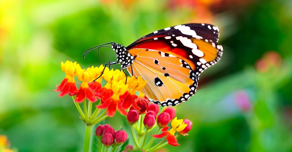 Image Credit : SOMMAI / Shutterstock
