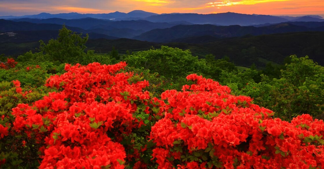 Image Credit : nattya3714 / IstockPhoto