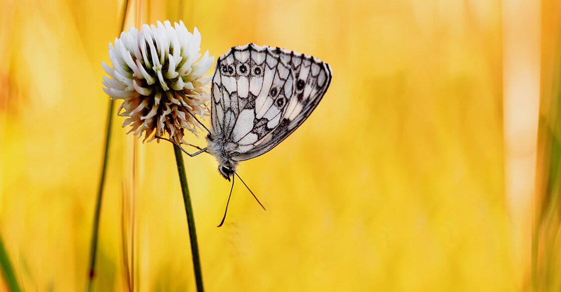 Image Credit : Andreas_Zerndl / IstockPhoto