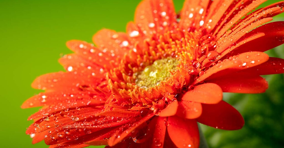 Image Credit: Viorika/ Istock