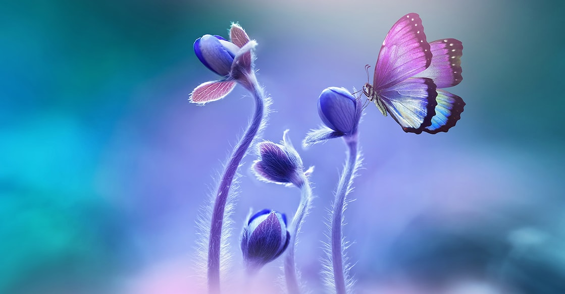 Image Credit : LedyX / Shutterstock