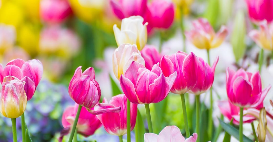 Image Credit: stoonn/ Istock