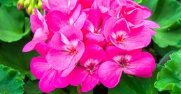 സമ്പൂർണ വാരഫലം (2024 മേയ് 19 മുതൽ 25 വരെ)