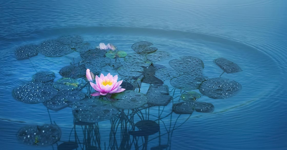 monthly-star-prediction-by-astrologer-prabhaseena-cp Image Credit: winyuu/ Shutterstock