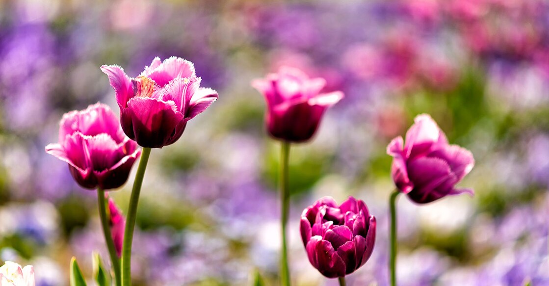 Image Credit: Cameris/ Shutterstock