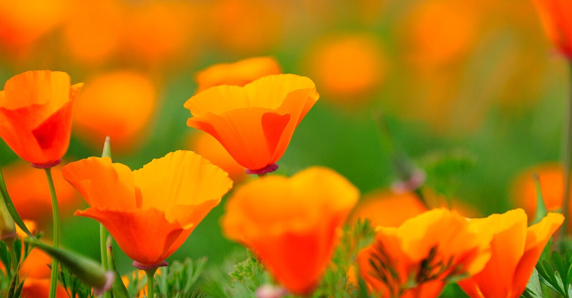 Image Credit: Sieboldianus/ Istock