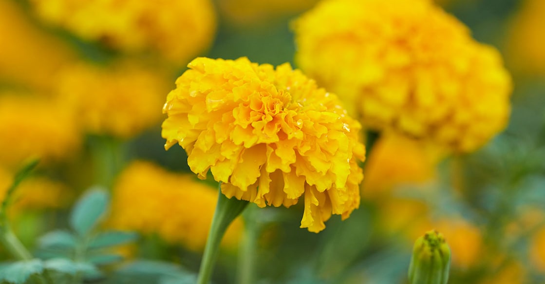 Image Credit: Pongasn68/ Istock
