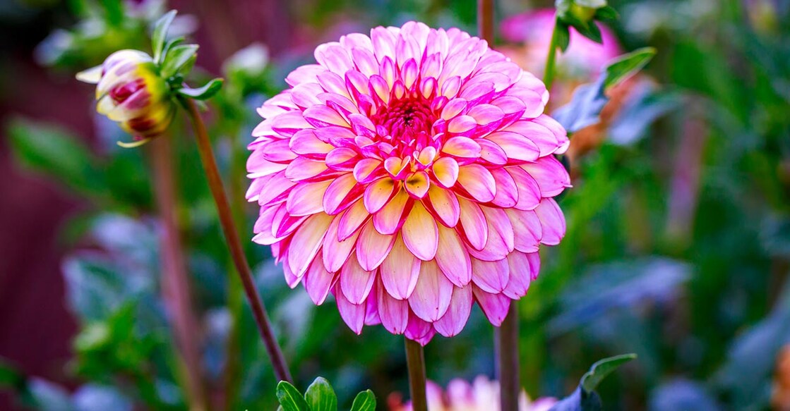 488387746 Image Credit: Png-Studio/ Istock