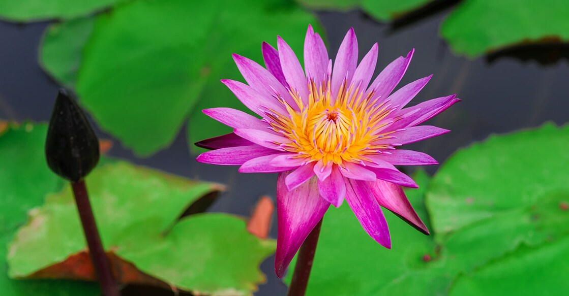 weekly-prediction-sajeev-shastharam Image Credit : Pratchaya / IstockPhoto