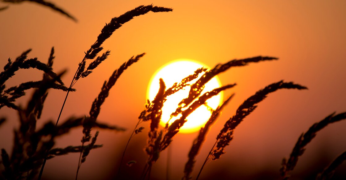 1182974141 Image Credit: :4kodiak / IstockPhoto
