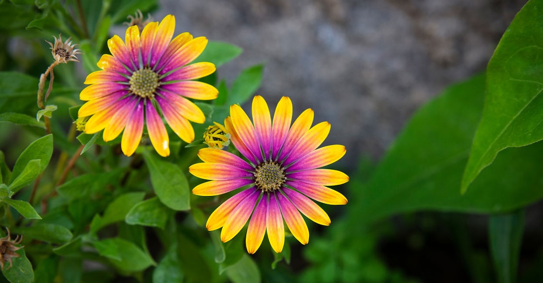 Image Credit : Mete Basar / IstockPhoto