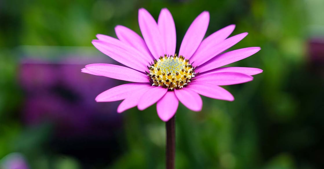 Image Credit : Steve Gill Photography / Shutterstock