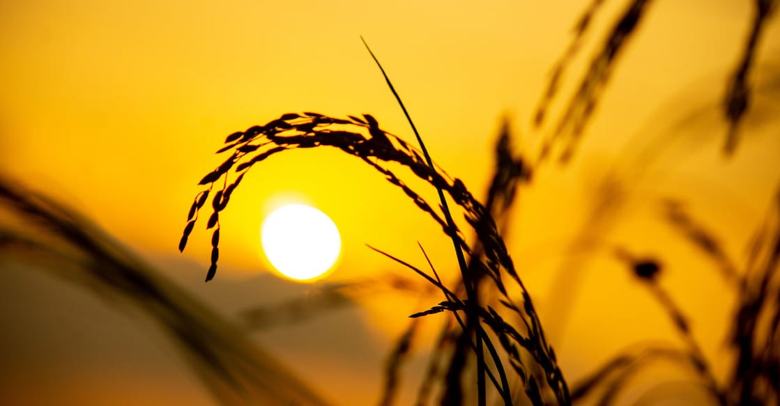 Image Credit : KamruzzmanKajol / Shutterstock