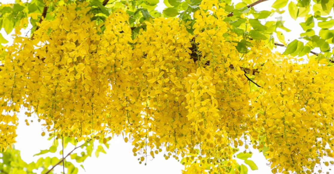  Complete Vishu Predictions