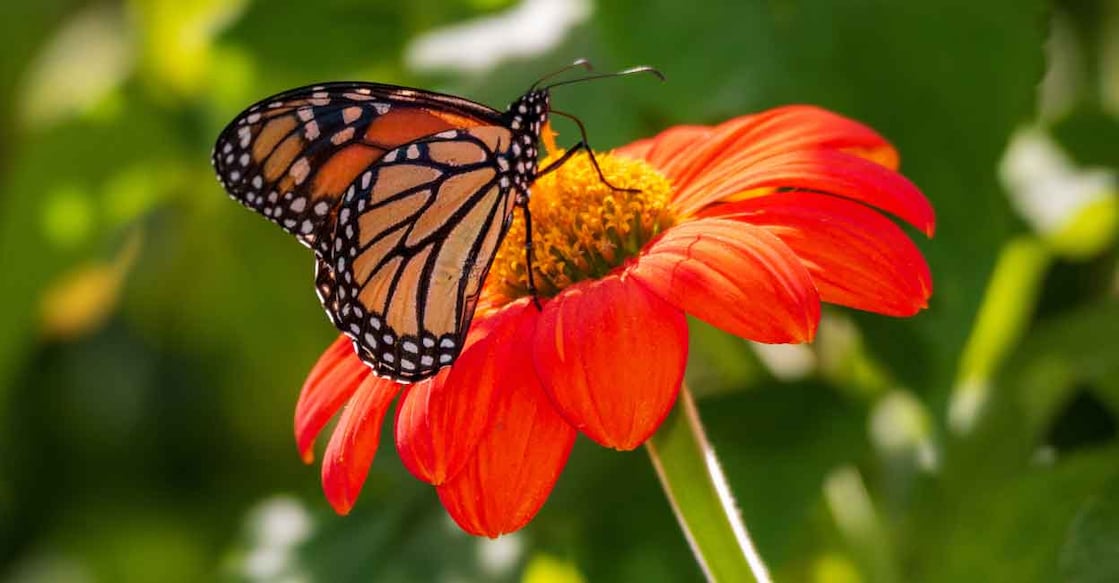 Image Credit: j76n/ Istock