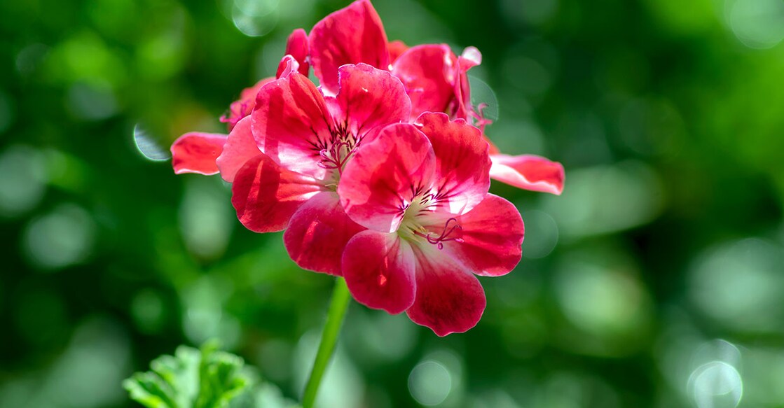 Image Credit: Iva Vagnerova/ Istock