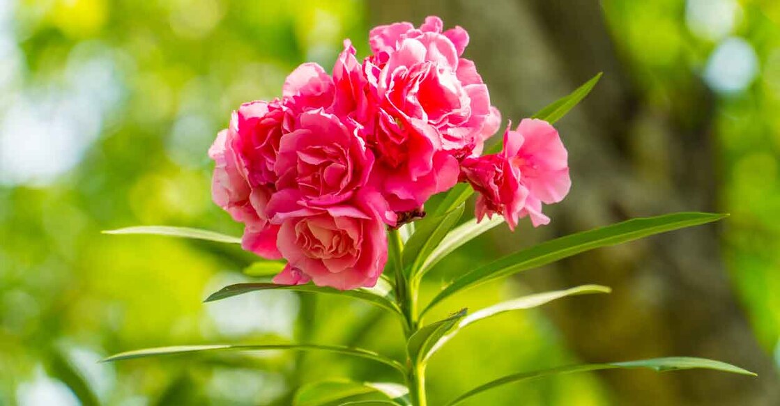 Image Credit: mariokinhed/ Shutterstock