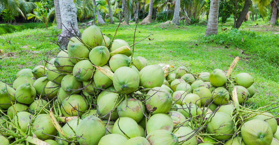 Field of coconut trees in thailand
