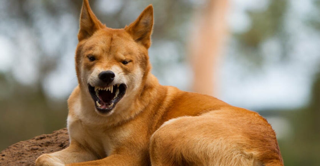 dingo-is-not-a-dog-but-own-species