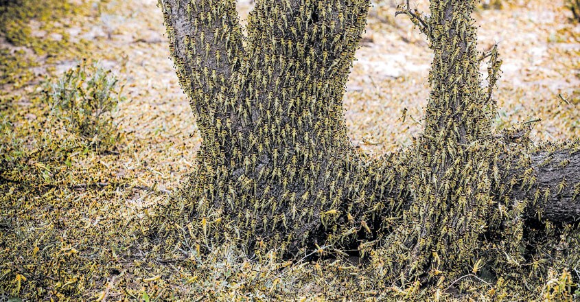 locust-interesting-facts-and-information1 locust-interesting-facts-and-information1