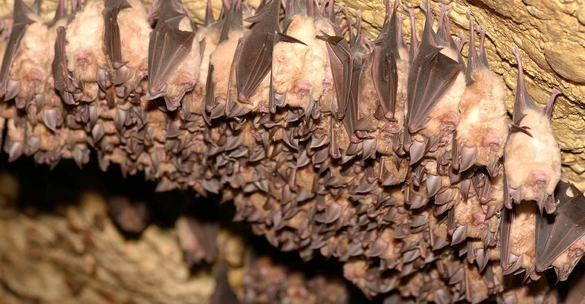 chinas-mojiang-mine-and-its-role-in-the-origins-of-covid-19 chinas-mojiang-mine-and-its-role-in-the-origins-of-covid-19