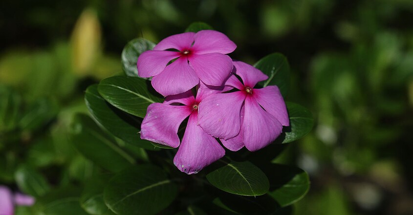 predatory-plants3 predatory-plants3
