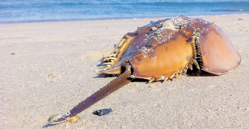horseshoe-crab-blood-could-help-make-covid-19-vaccine1 horseshoe-crab-blood-could-help-make-covid-19-vaccine1