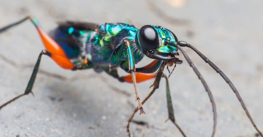 emerald-cockroach-wasp emerald-cockroach-wasp