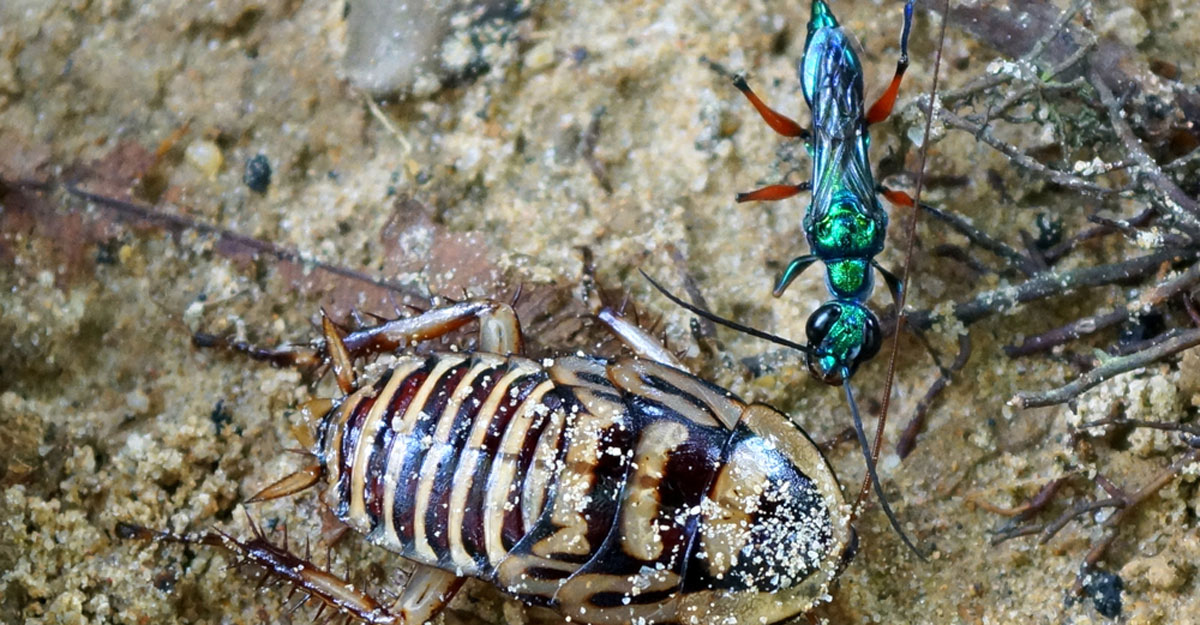 Errandel Insect പാറ്റയെ വേട്ടയാടി അതിൽ മുട്ടയിടും, ലാർവ പാറ്റയുടെ ശരീരം തുരന്നു തിന്നും ...