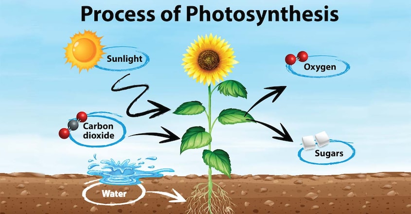 photosynthesis-definition-formula-process photosynthesis-definition-formula-process