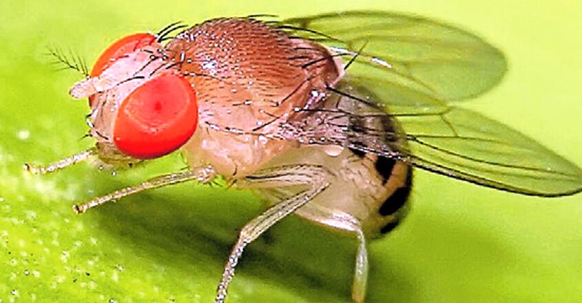 do-Insects-sleep-fruit-fly do-Insects-sleep-fruit-fly