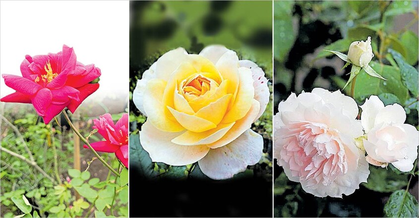 rose-variety-names2 rose-variety-names2