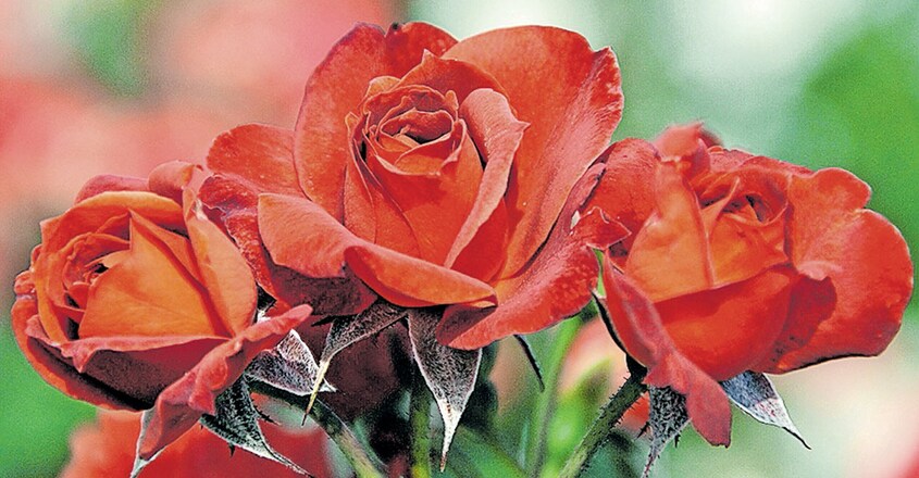 rose-variety-names3 rose-variety-names3