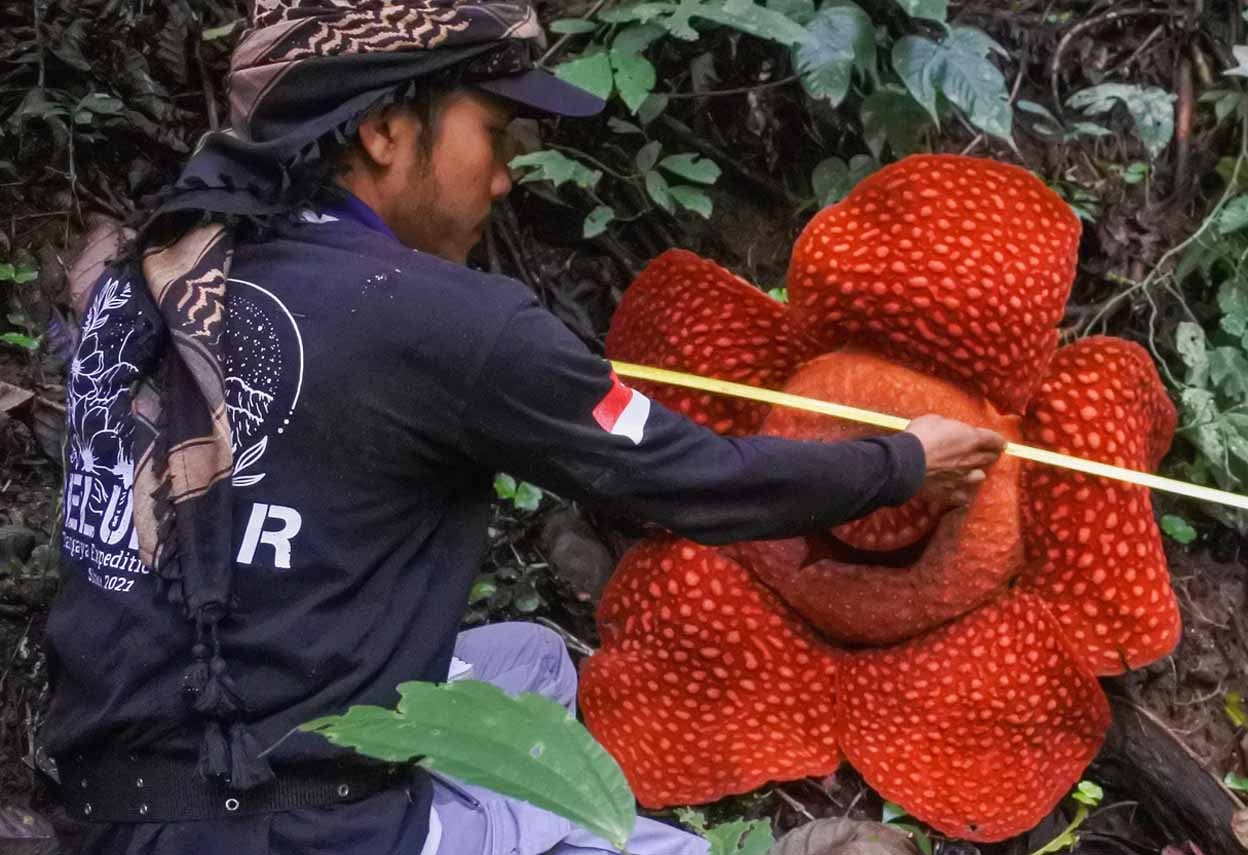 INDONESIA-NATURE-FLOWER
