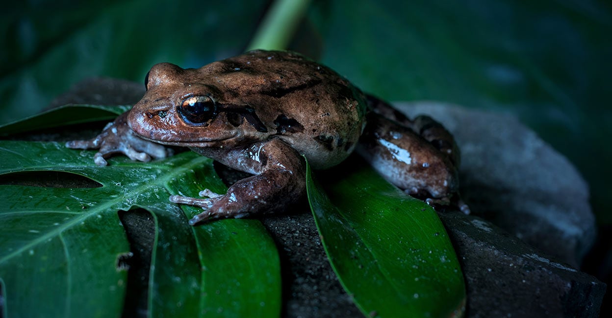 Mountain chicken ഒരു പ്ലേറ്റ് പോരട്ടേ - Mountain Chicken Frog | Padhippura