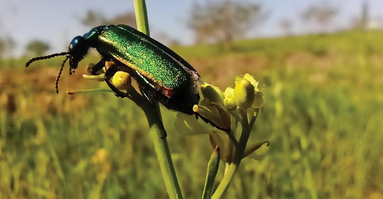 The sneaky blister beetle will crawl into the body of the female bee and eat their larvae