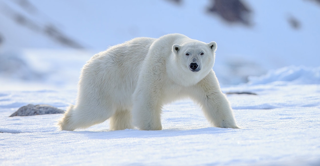 Photo Credits: Vaclav Sebek/ Shutterstock.com