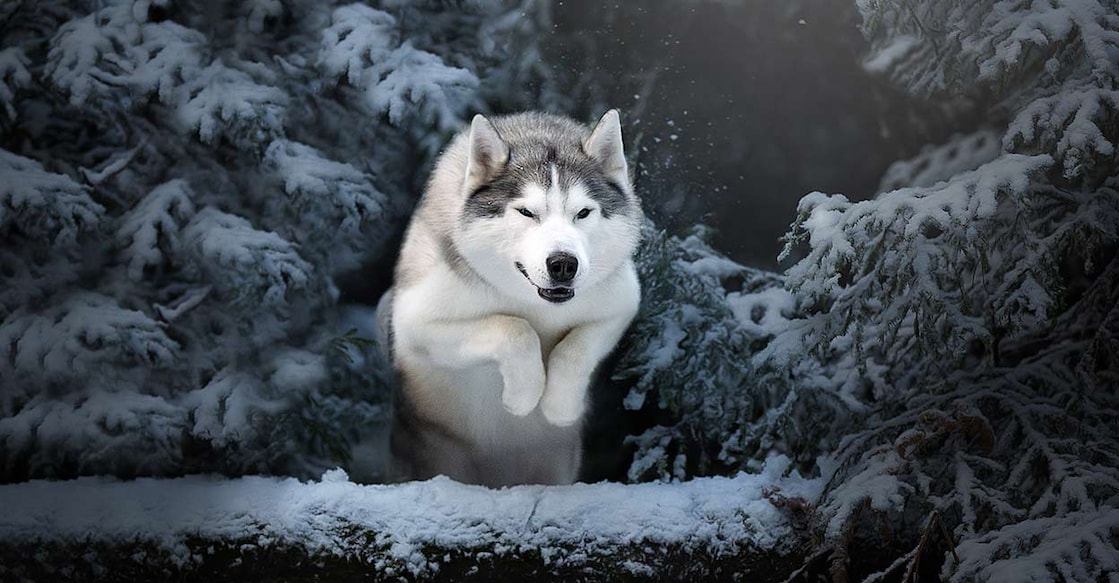 siberian-husky