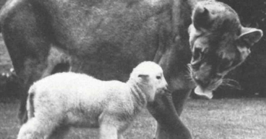 amazing-animal-friendship-lioness-lamb-true-story