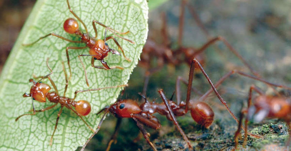 Parantl Insect ആഹാരത്തിനായി സ്വയം കൃഷി ചെയ്യുന്ന ഉറുമ്പുകള്! | parasol ants facts