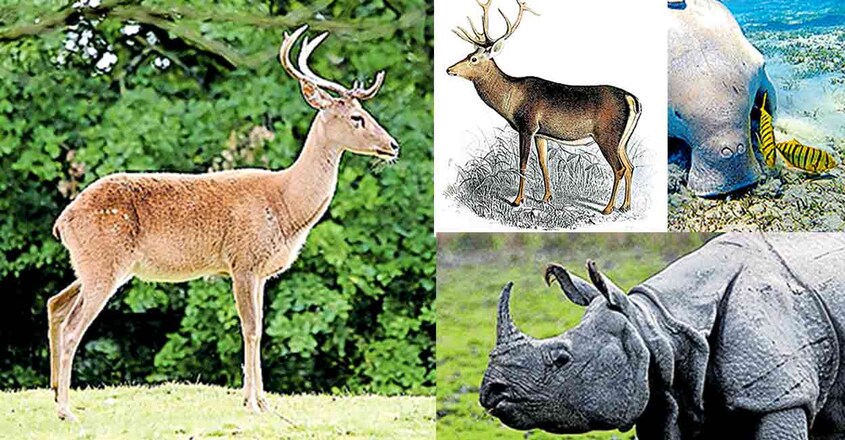 twenty-two-endangered-species-of-animals1 twenty-two-endangered-species-of-animals1