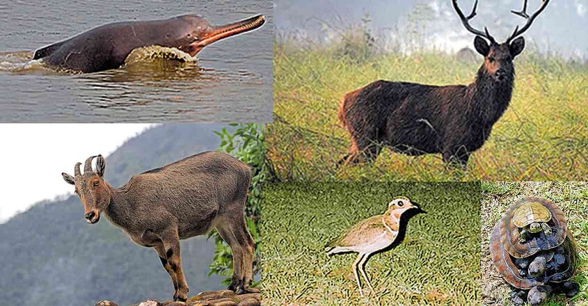 twenty-two-endangered-species-of-animals2 twenty-two-endangered-species-of-animals2