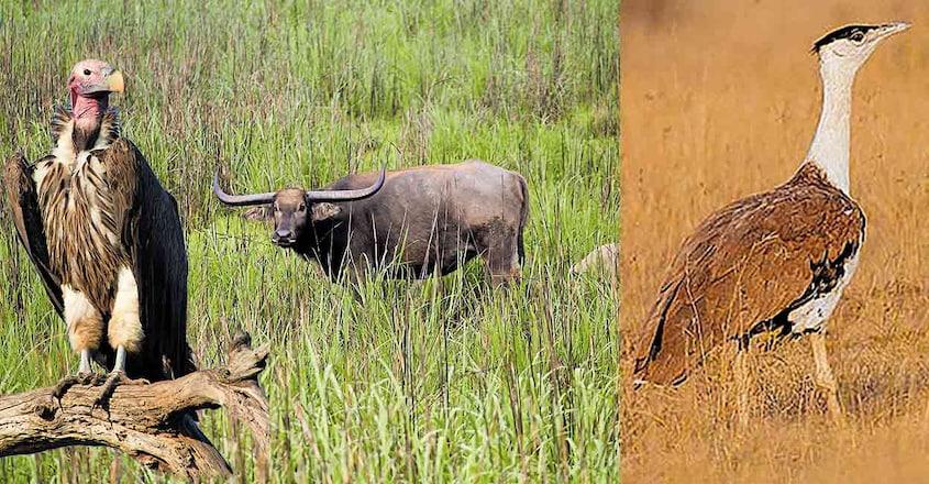 twenty-two-endangered-species-of-animals3 twenty-two-endangered-species-of-animals3