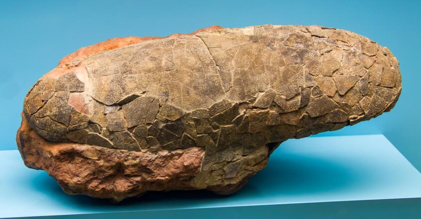 72-million-year-old-preserved-embryo-found-inside-fossilized-dinosaur-egg