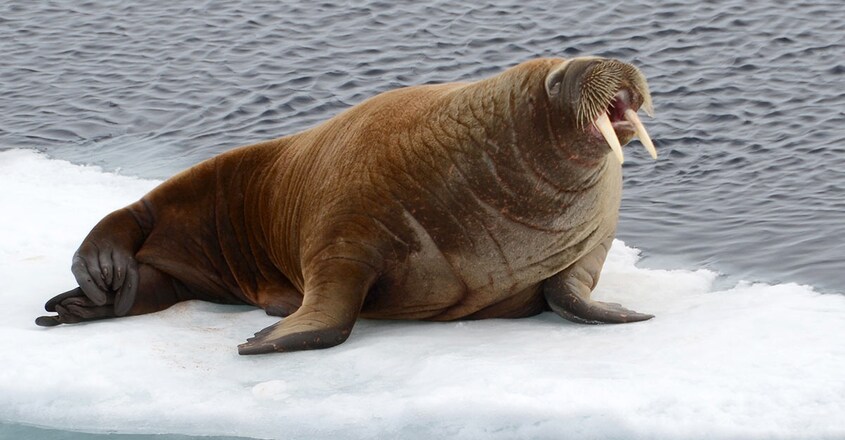 a-walrus-fell-asleep-on-an-Iceberg-and-woke-up-in-ireland1 a-walrus-fell-asleep-on-an-Iceberg-and-woke-up-in-ireland1