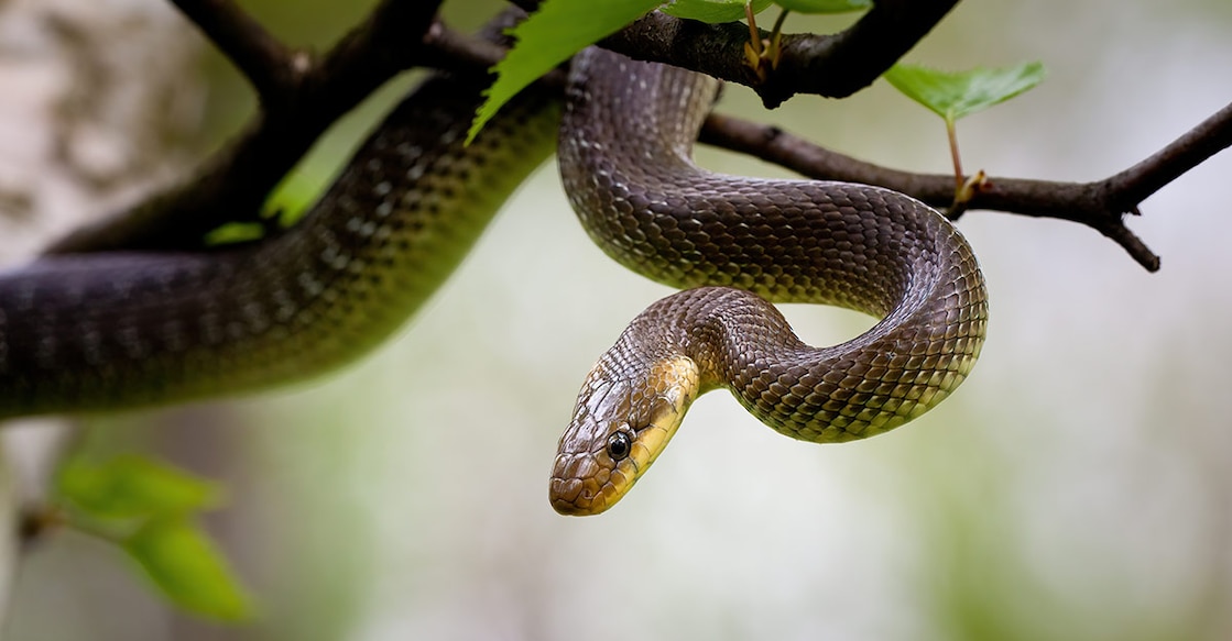 the-brown-tree-snake-on-guam-island Representative image. Photo Credits/Wild Carpathians Shutterstock.com